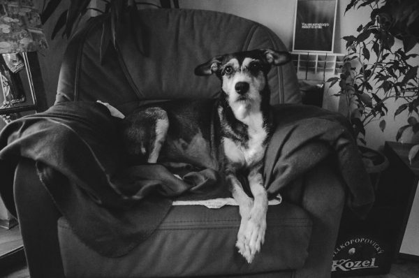 köpek lilly16