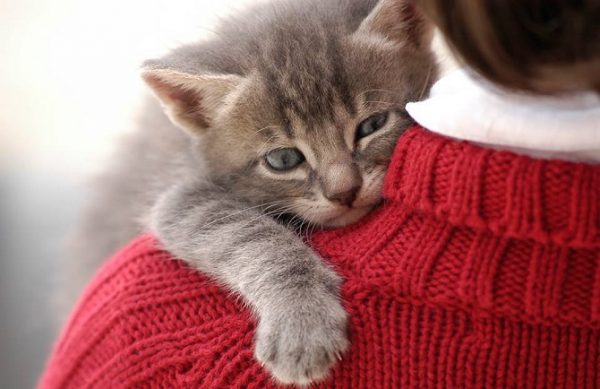 kedi_kucaklayici (5)