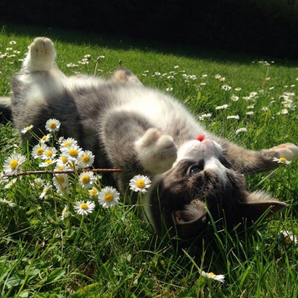 nanik_kedi (6)