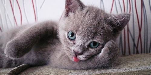 nanik_kedi (8)