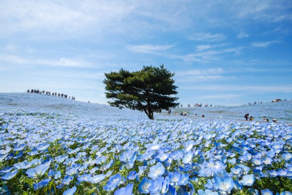 nemophila-blooms-hitachi-seaside-park-blue-flowers-1