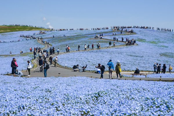 nemophila-blooms-hitachi-seaside-park-blue-flowers-11