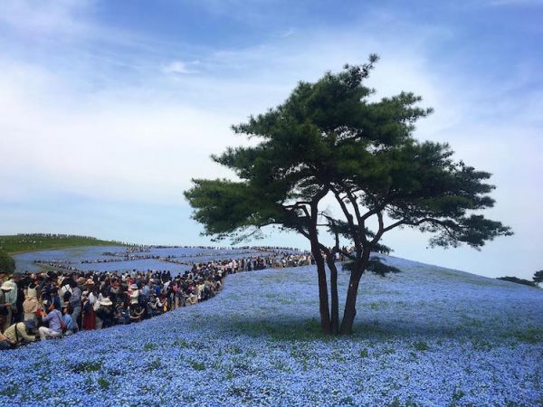 nemophila-blooms-hitachi-seaside-park-blue-flowers-3