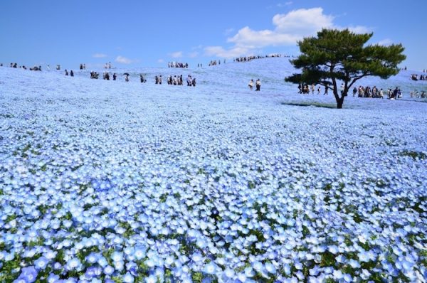 nemophila-blooms-hitachi-seaside-park-blue-flowers-4