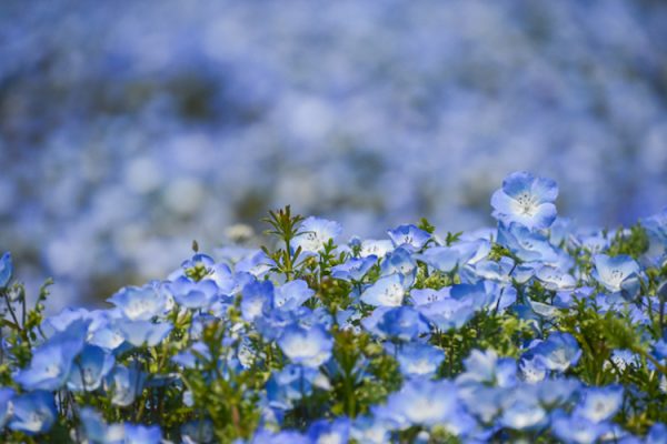 nemophila-blooms-hitachi-seaside-park-blue-flowers-8
