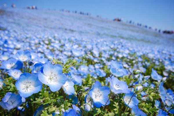 nemophila-blooms-hitachi-seaside-park-blue-flowers-japan-guide-9