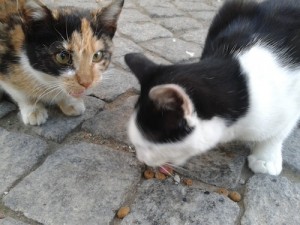 serdar_oger_10