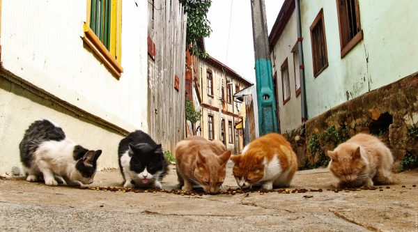 street_cats