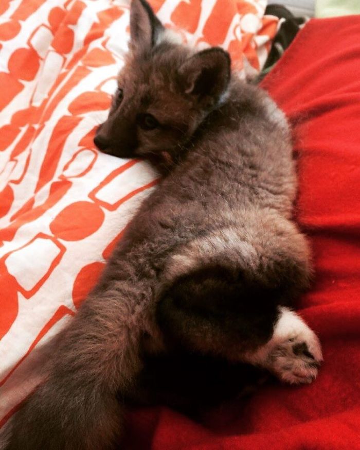tilki ve avcı köpeği