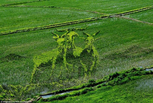 2A14406500000578-3147356-Three_Billy_Goats_Gruff_A_trio_of_vibrant_green_goats_emerge_fro-a-50_1435856171523