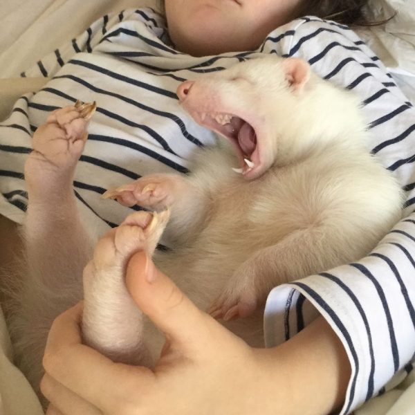 albino_kokarca (14)