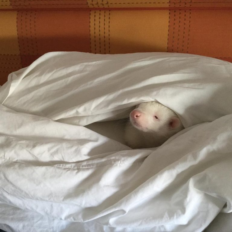 Annelerinin Bıraktığı Nadir Albino Kokarca ve