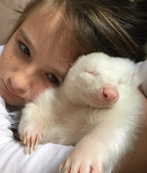 albino_kokarca (5)