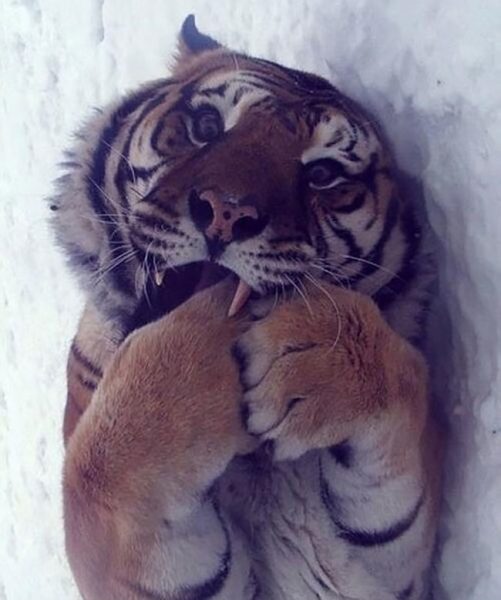 buyuk_kediler (14)