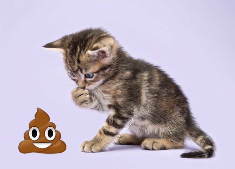 Yavru Kedileri En Sevilen Emojilerle Birleştirerek Onları Yuvalandıran
