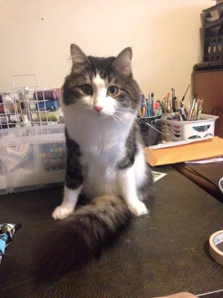 iki_bacakli_kedi (5)