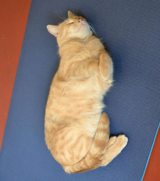 nala_kedi_kenya (10)