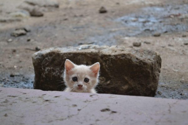 nala_kedi_kenya (2)