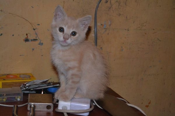 nala_kedi_kenya (6)