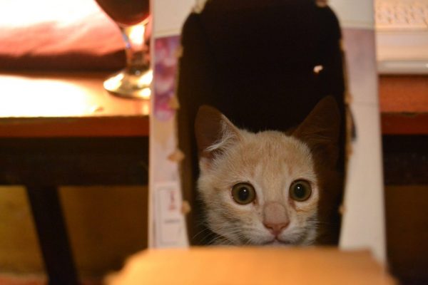 nala_kedi_kenya (7)