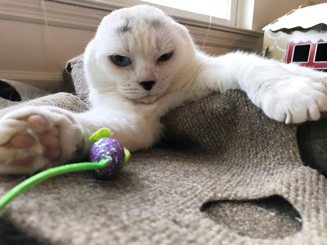 Farklı Görüntüsünden Dolayı Kimsenin İstemediği Fok Balığı Lakaplı Kedi