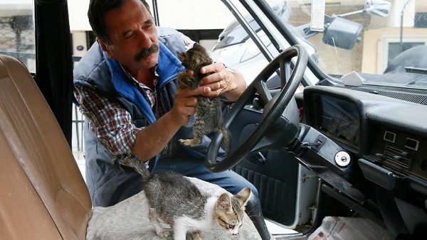 tahir_ceven_kedi (13)