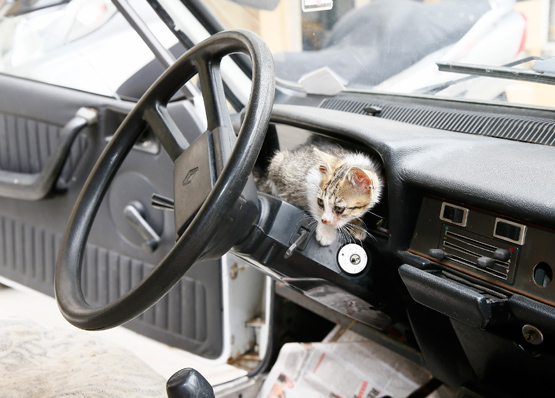 tahir_ceven_kedi (4)