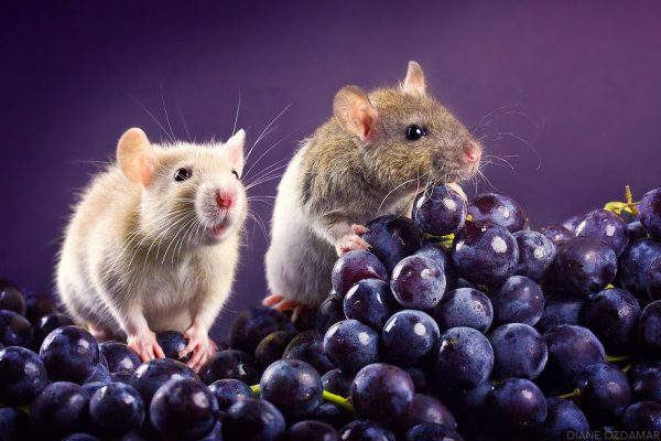 Vendanges1-596d597d6deb9__880