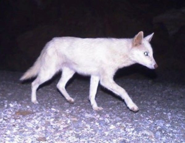 albino_cakal