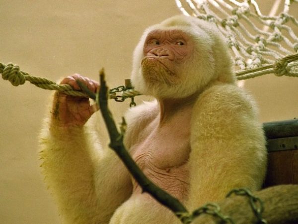 albino_goril