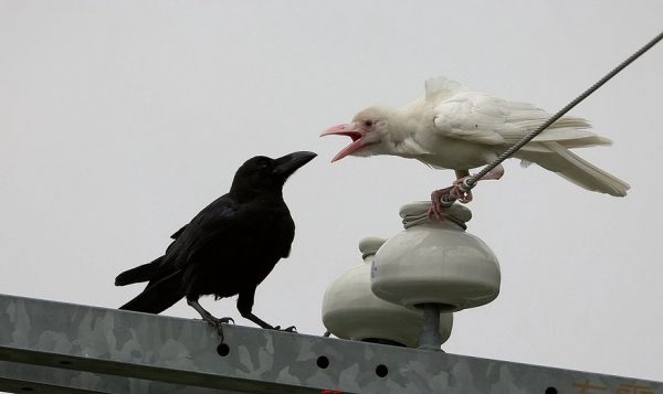 albino_karga
