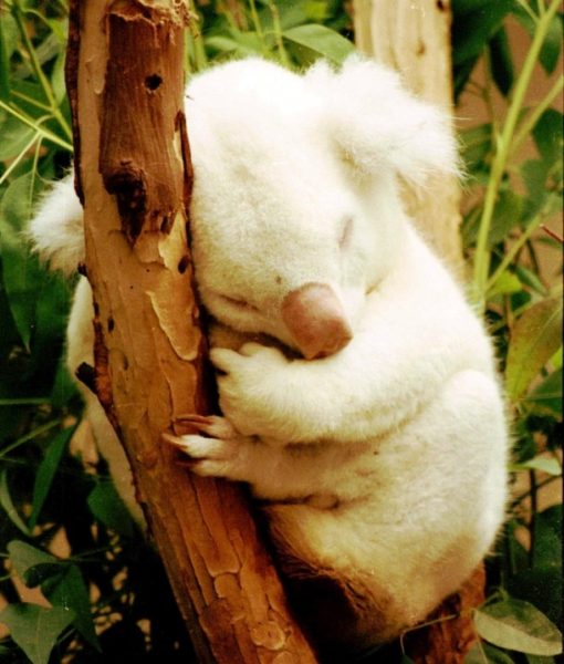 albino_koala