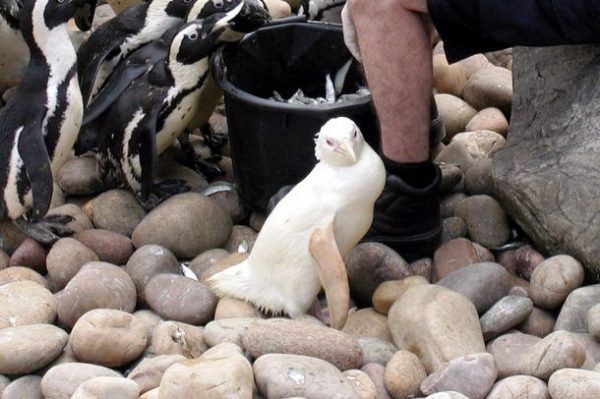 albino_penguen