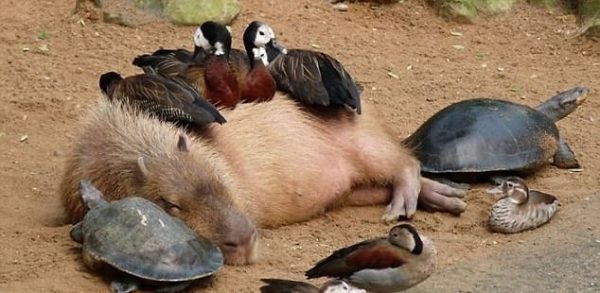 capybara (12)