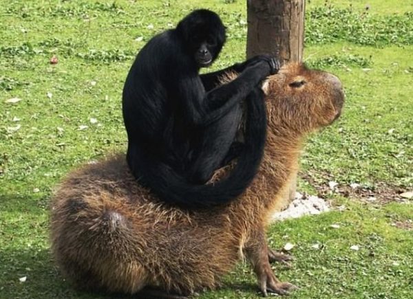 capybara (16)