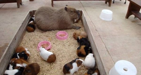 capybara (2)