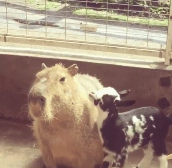 capybara (3)