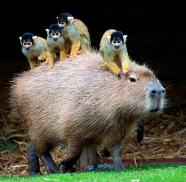 capybara (6)
