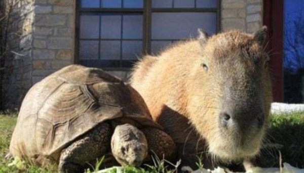 capybara (7)