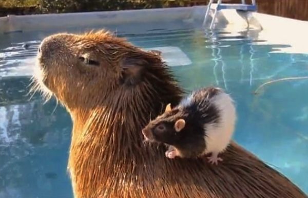 capybara (8)
