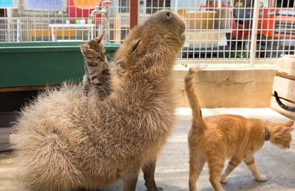 capybara (9)