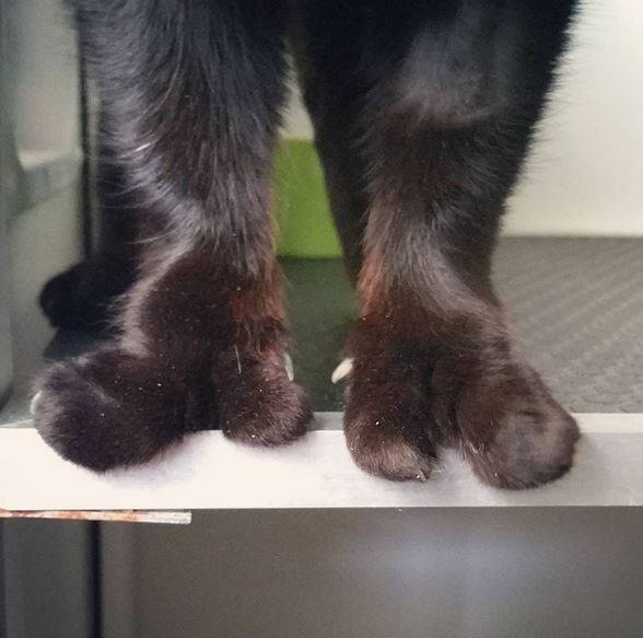 iki_parmakli_kedi (2)