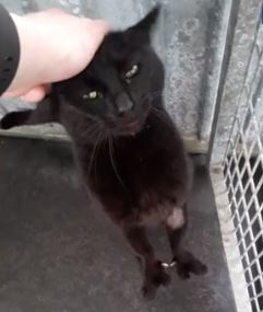 iki_parmakli_kedi (4)