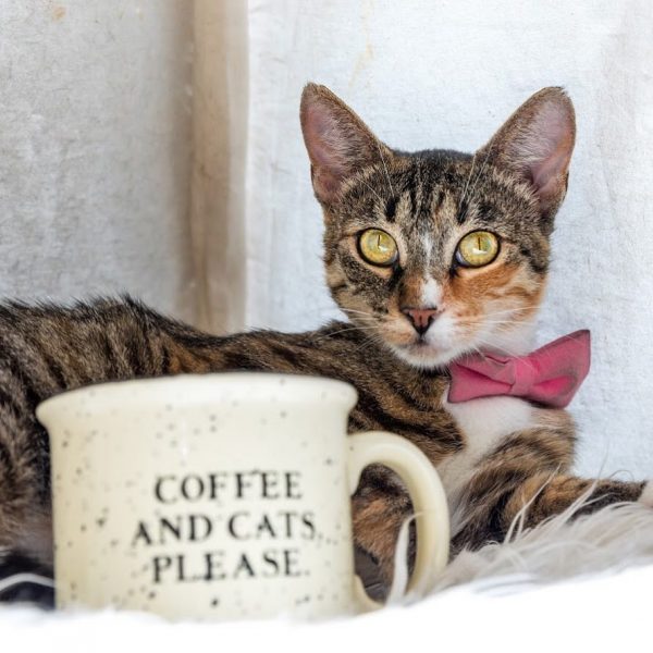 kedi_cafe (2)