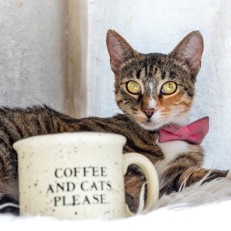 Bekarlığa Veda Partisini Kedi Cafedeki Sevimli Pisilerle Yapan Çılgın