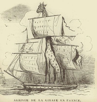 zarafa (7)