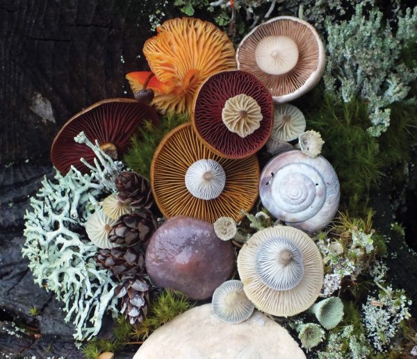 12-jill-bliss-mushroom-medley-forest-stump-ADDITIONAL-566768f5ae894-1500