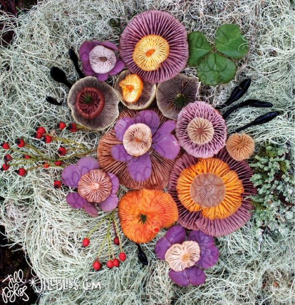 14-mushrooms-nature-medley-photos-jill-bliss-3-59895e1eb2e45__700