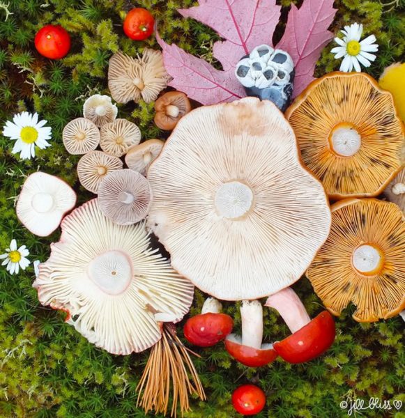 20-mushrooms-nature-medley-photos-jill-bliss-42-59895e7ea3b90__700