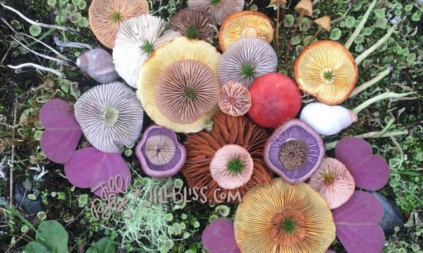 Nature-Medleys-by-Jill-Bliss-8-1020x610